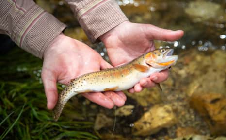 Yellowstone trout are now an “island-population.” The drainage they originated from — the Snake River — no longer flows to the  Raft River Mountains and the trout are now trapped in the existing creeks.