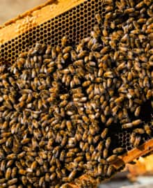 slide-ridge-honey_bees_mendon_diamond-austen_2020