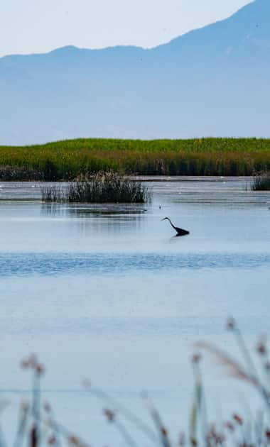 At the Bear River Migratory Bird Refuge visitor center, visitors can learn about the 74,000 acres of pristine wetlands stretching across the valley.