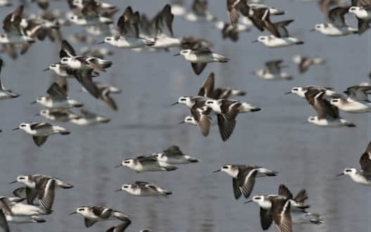 The Great Salt Lake is part of a network of irreplaceable wetland habitats connecting migratory birds to the places they need throughout the entire western hemisphere.