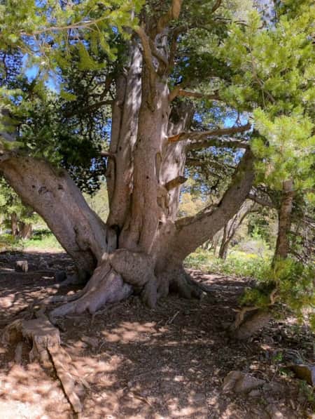 A large, robust tree with numerous thick, sturdy branches extending outward, creating a dense canopy.