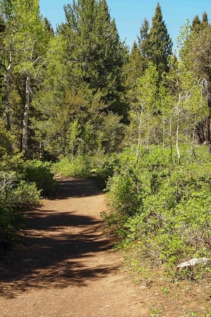 bear-lake-limber-pine-trail-4_bear-lake-visitors-bureau