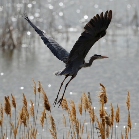 salt lake city tours to yellowstone