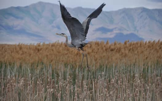 Over 200 bird species have been identified in the Bear River Migratory Bird Refuge and nearly 70 species use it to nest.