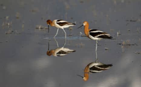 American Avocets seeking food along the waters of Bear River Migratory Bird Refuge.
