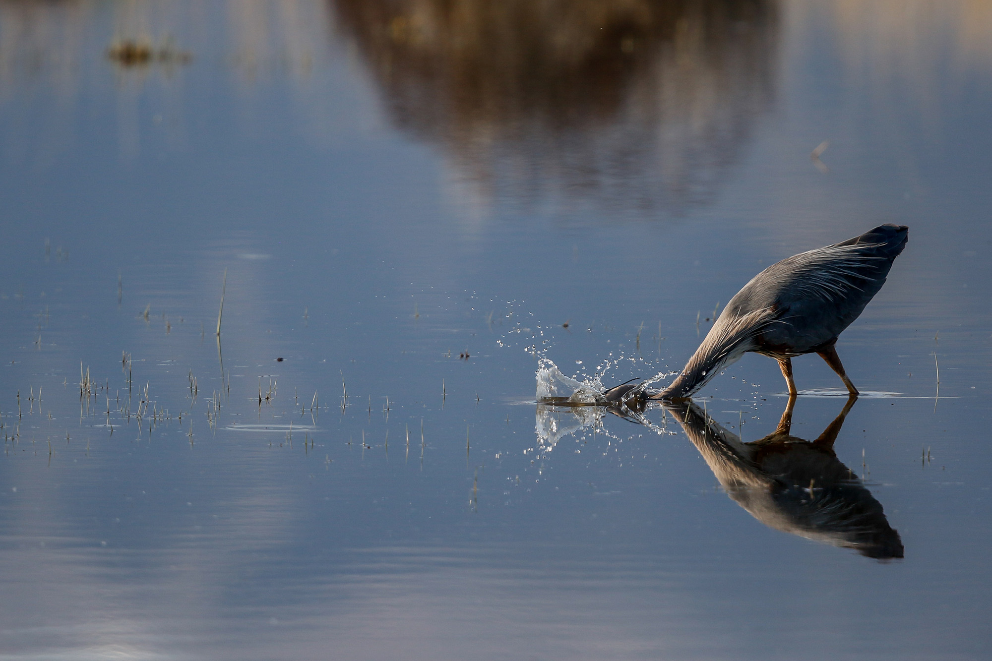 Bear River Migratory Refuge