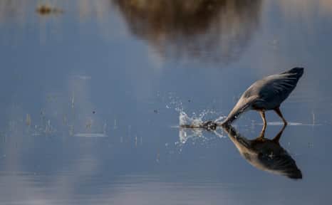 Bear River Migratory Refuge