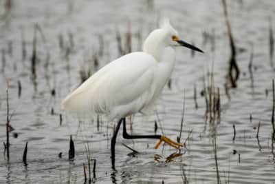 Whether you have an hour or half a day, there is plenty to explore at Bear River Migratory Bird Refuge.