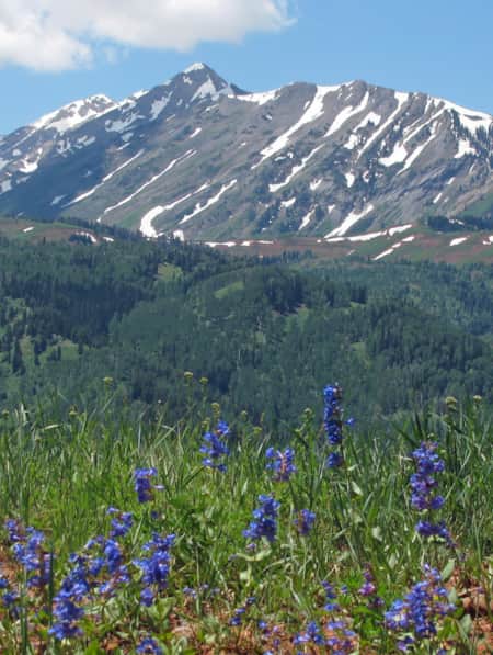 A field of blue wildflowers with mountains lightly covered in snow in the background.