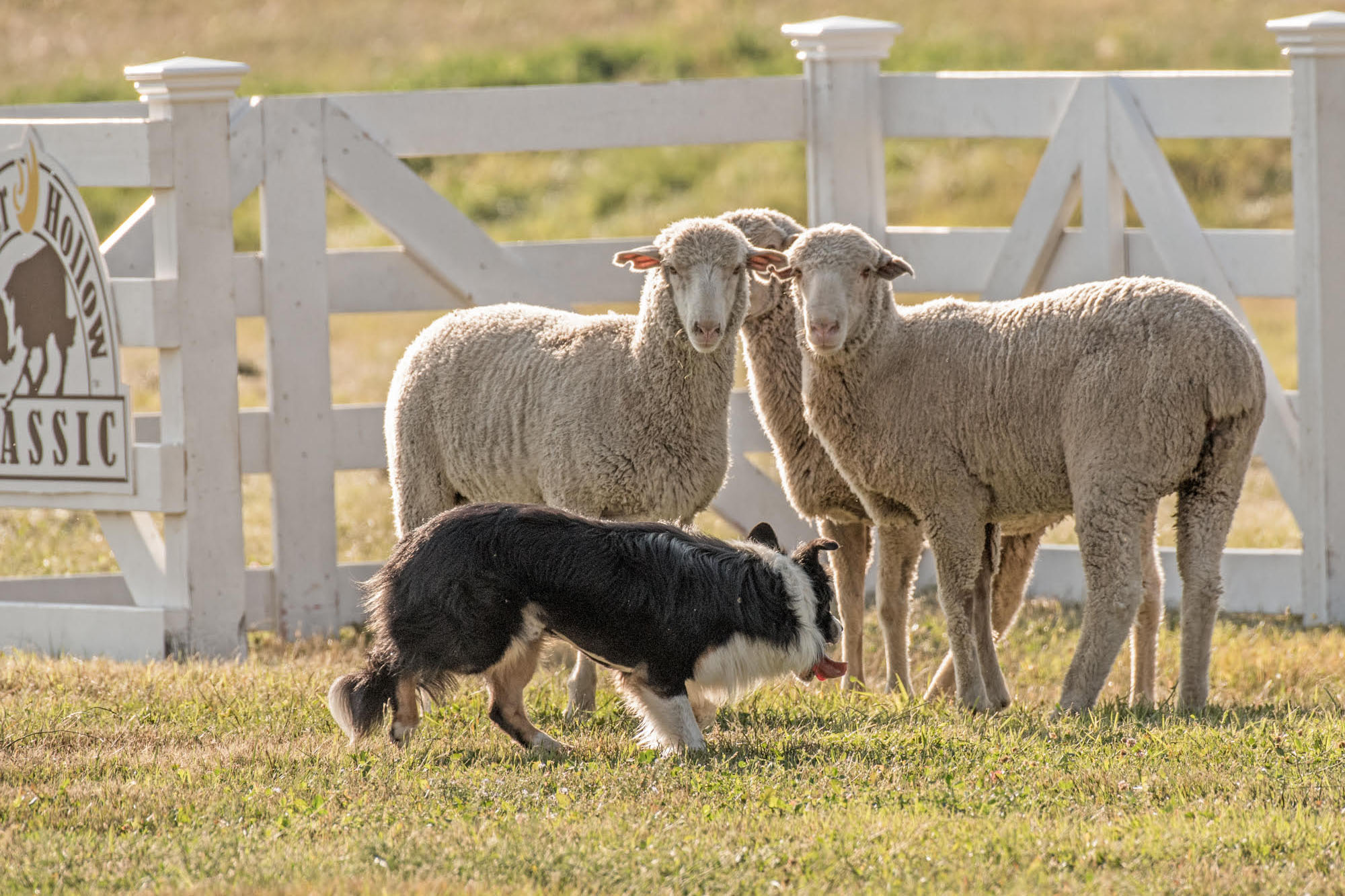 Soldier Hollow Classic Sheepdog Championship & Festival
