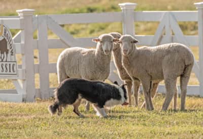 Soldier Hollow Classic Sheepdog Championship & Festival