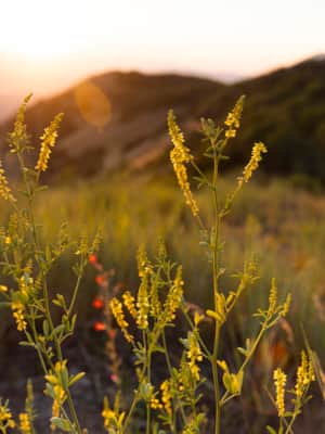 Mount-Timpanogos_Payne-Angie_2024_UOT_Payne_Wildflowers-3545