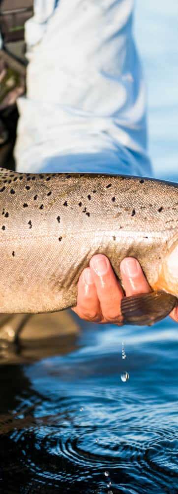 web2000_20160721_utah_bear_lake_fly-fishing-_dsc3257-01