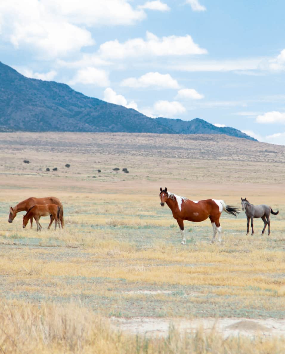 Delta Ut Delta, Utah | Town History and Cultural Attractions | Visit Utah