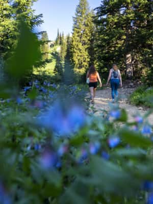 Little-Cottonwood-Canyon_Albion-Basin_Payne-Angie_2024_UOT_Payne_Wildflowers-3975-Edit