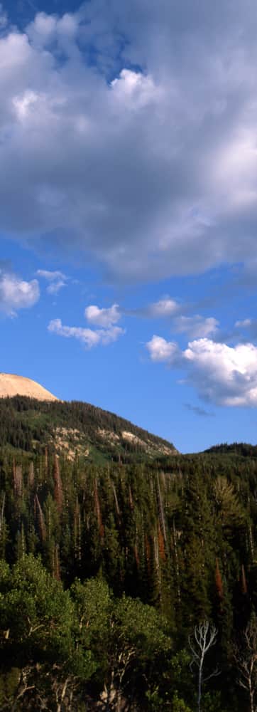 Manti-La-Sal-National-Forest_Till-Tom_2012