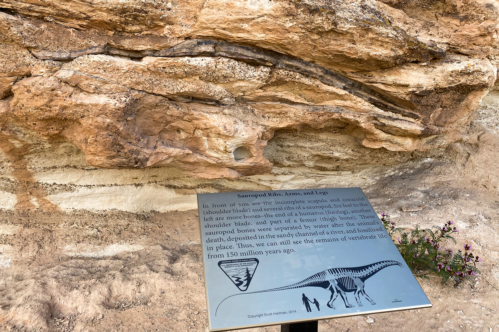 Mill Canyon Dinosaur Bone Trail