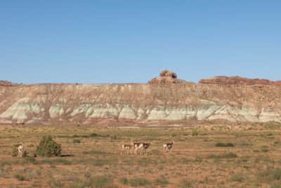 Visitors may be lucky enough to spot pronghorn and other wildlife while exploring Utahraptor State Park.