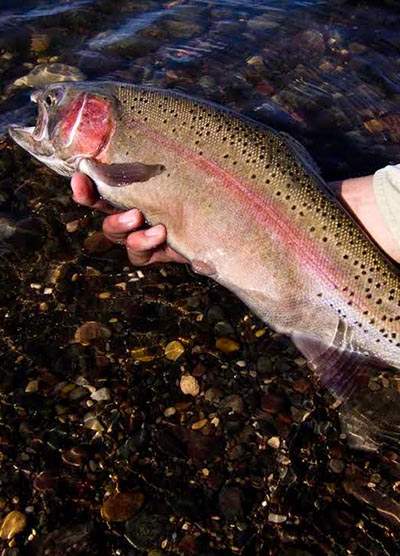 body_utah_otter_creek_state_park-rainbow_trout-03-dwr