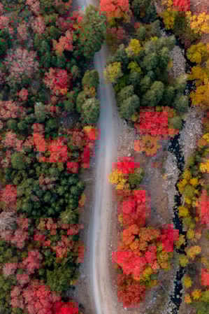 Aerial view of a road winding through trees with bright hues of yellow, red, orange, and green.