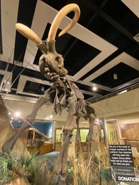 The skeleton of a large animal displayed behind plexiglass in a museum.