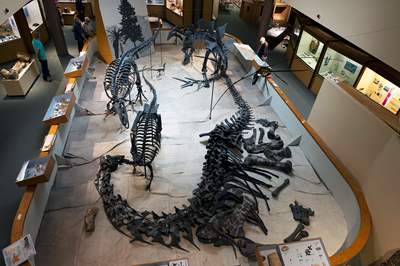 Utah-State-University-Eastern-Prehistoric-Museum-7_Price_Grimes-Ben_2021