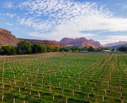 Some of I/G’s more notable varietals include its Barrel Aged Seduction, a California grape red blend that tastes like Christmas in a bottle.