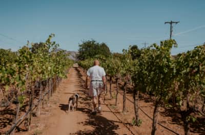 Alvarez began his winemaking venture in Leeds in 2011, and with each year's success building upon the previous year's, he is now producing 15 different wines from 10 varietals grown on site.