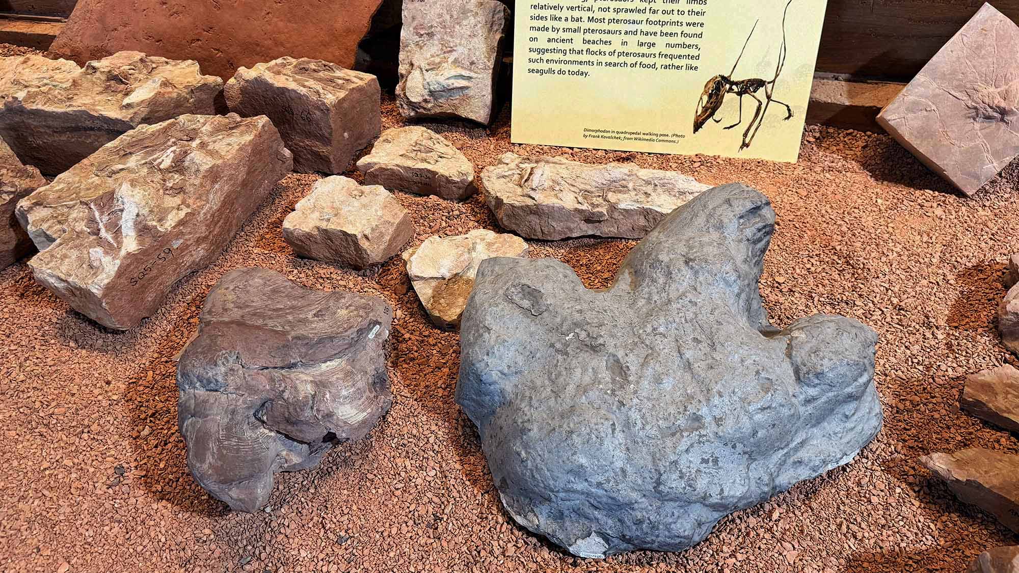 Observez les véritables traces empruntées par les dinosaures grâce aux empreintes d'Eubrontes, de Grallator et de Batrachopus, ainsi que plus de 17 types différents de traces fossiles disséminées dans les expositions.