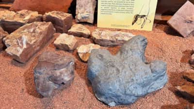 St. George Dinosaur Discovery Site