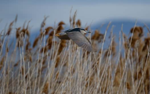 BEAR RIVER BIRD REFUGE