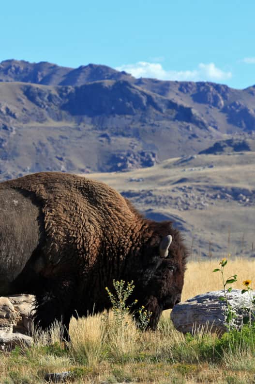 A bison grazes along the road to White Rock Bay at Antelope Island State Park. Antelope Island, the largest island in the Great Salt Lake, is home to a herd of 500 to 700 free-roaming bison.
