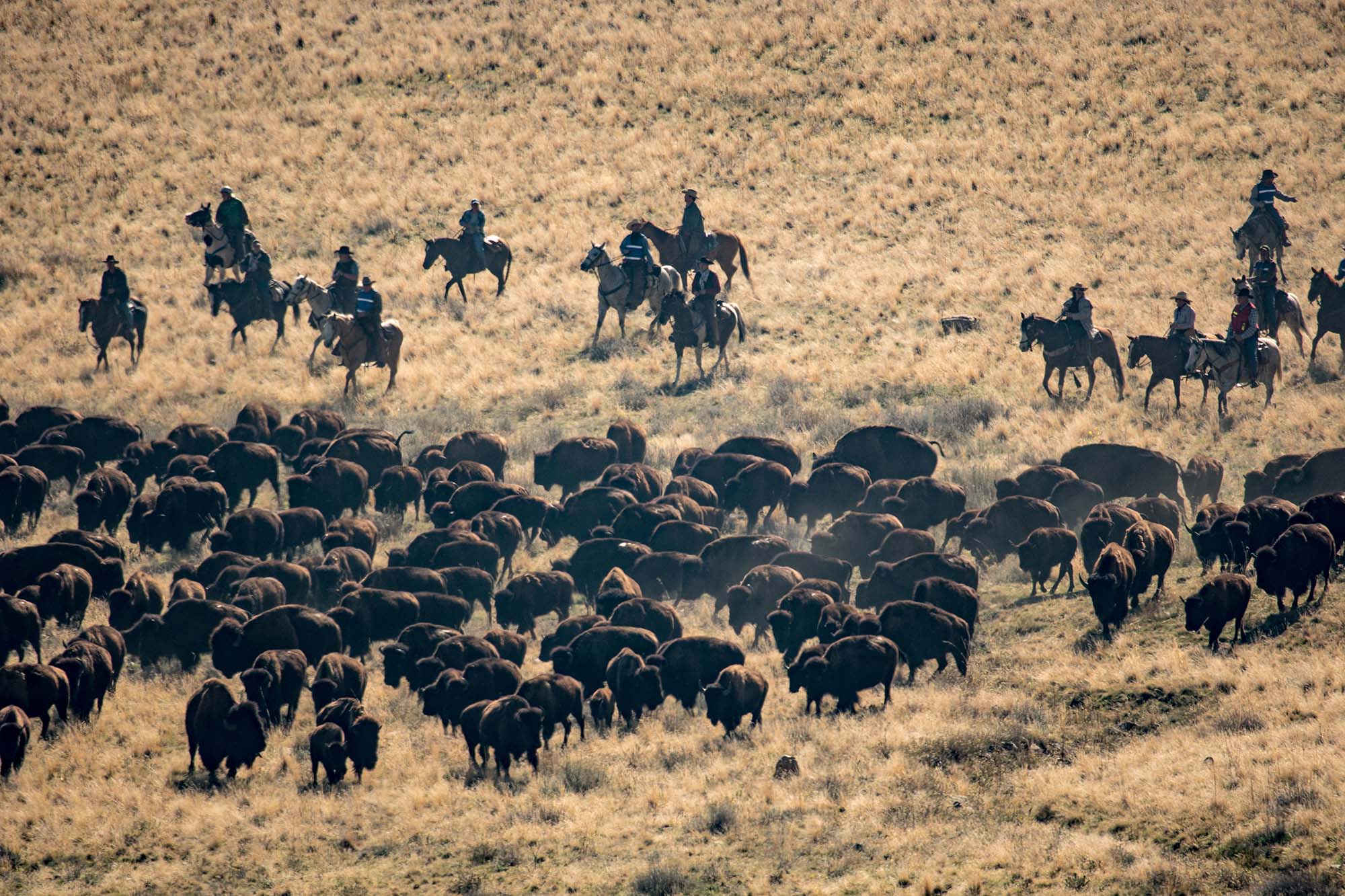 Get up close to the Utah bison population and watch as real cowboys and cowgirls herd them during the island's Annual Bison Roundup.