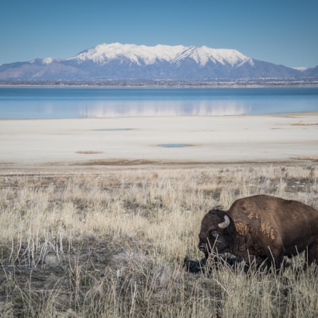 salt lake city tours to yellowstone