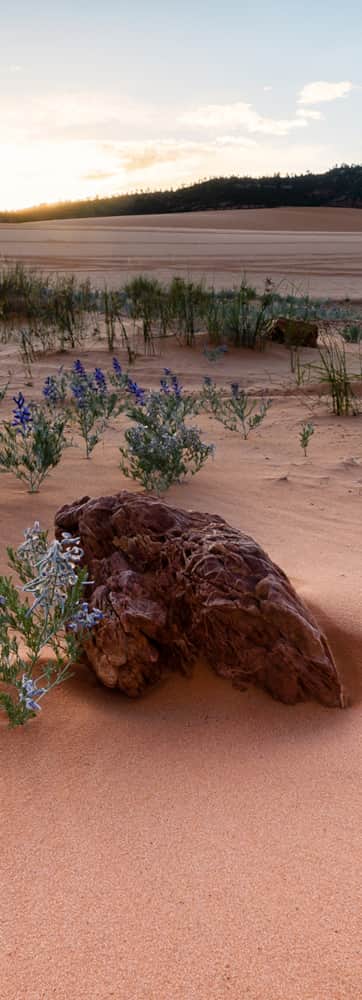 web2000_angiepayne_uot-2019_coral-pink-sand-dunes-22-edit