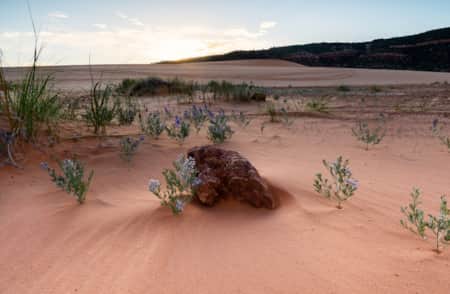 Coral Pink Sand Dunes State Park
