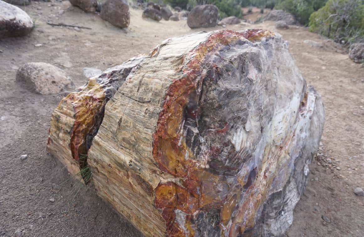 Petrified wood seen at Escalante Petrified Forest State Park.