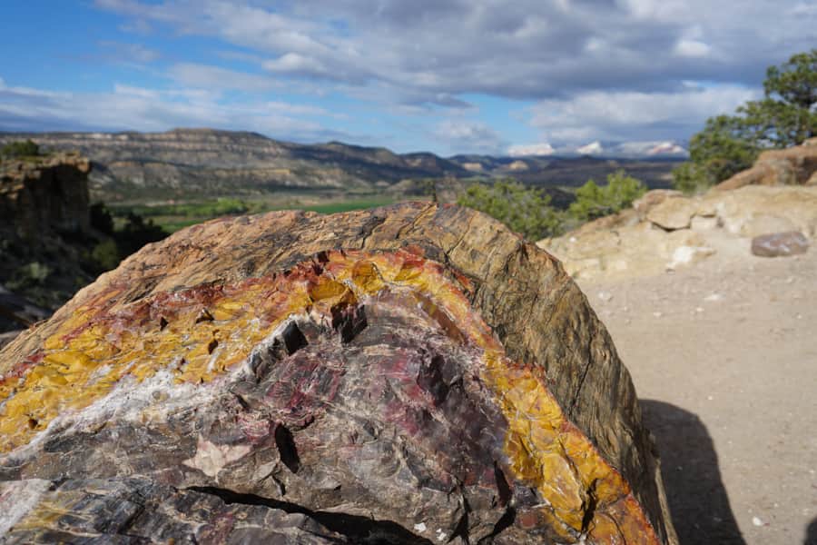 Depending on their oxidation state, trace metals, particularly iron, can produce a range of hues in petrified wood.