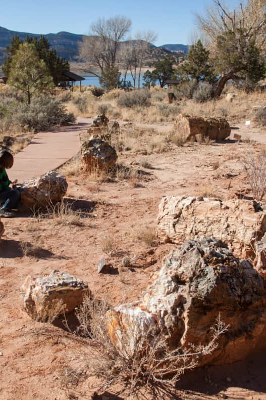 Walk amongst kaleidoscopic colors and petrified logs up to 15 feet long.