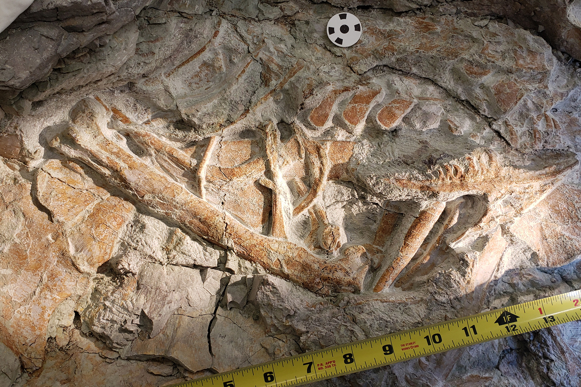 The lands around Moab contain many dinosaur bones, with a large number of them
being found within the Dalton Wells/Willow Springs area.