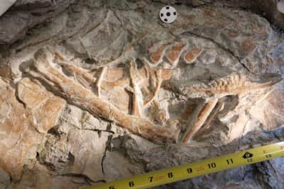 Over 5,500 fossils representing more than 10 dinosaur species have been recovered at the Dalton Wells Quarry.