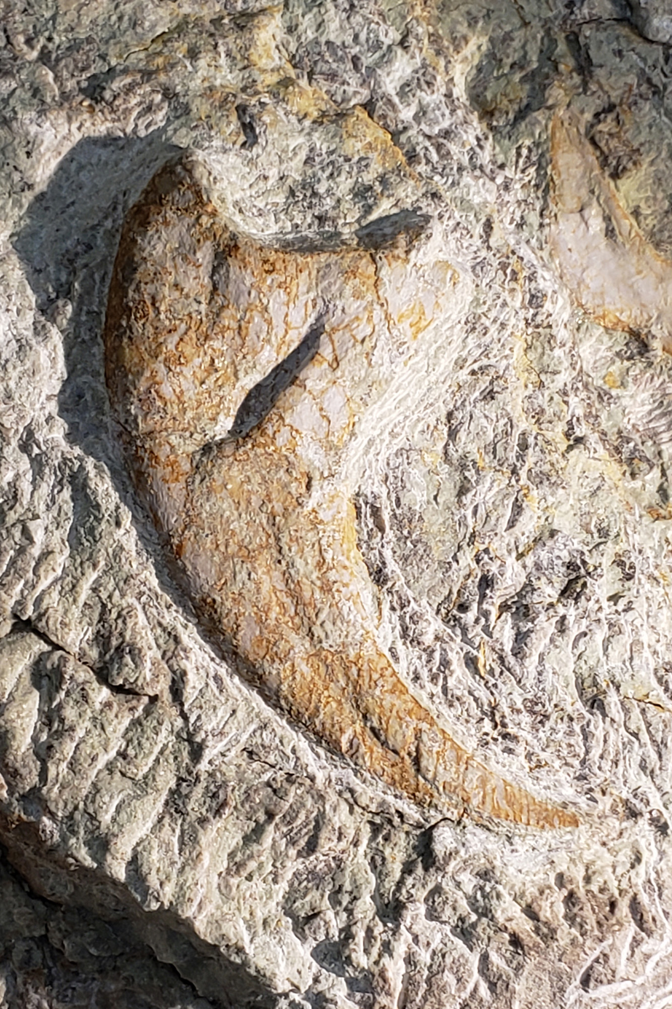 The lands around Moab contain many dinosaur bones, with a large number of them
being found within the Dalton Wells/Willow Springs area.