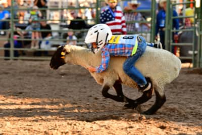 Mutton Busting features the bravest little cowboys and cowgirls holding on tight for an unforgettable ride.