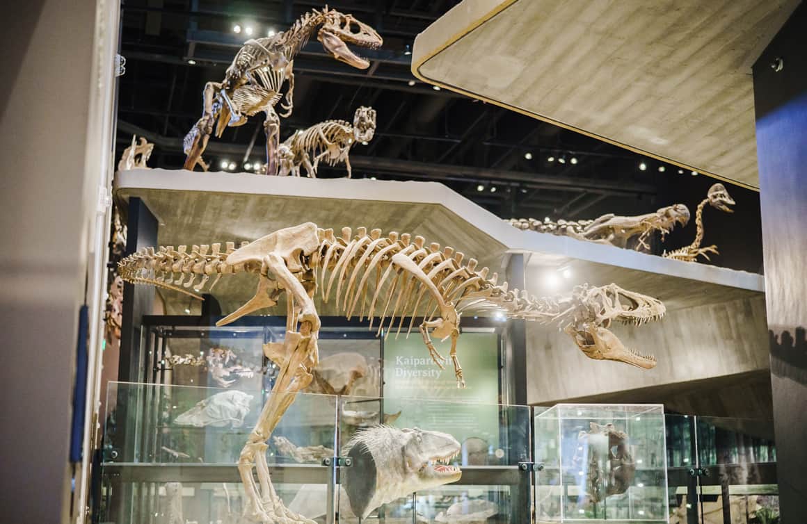 The Past Worlds exhibit is definitely a museum highlight.