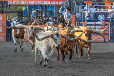 The annual Utah Days of '47 Rodeo delivers four days of roping, riding and racing.
