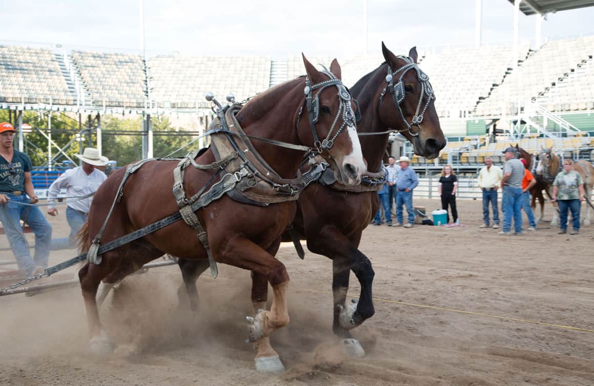 Teams of well-trained horses test their strength in the Draft Horse Pull competition that honors the tradition of farm work.