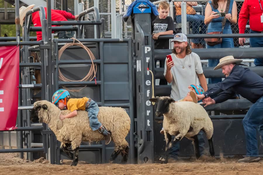 Watch the crowd-favorite Mutton Bustin' event at the arena, where the bravest little cowboys and cowgirls hold on tight for a wild ride on a woolly sheep.