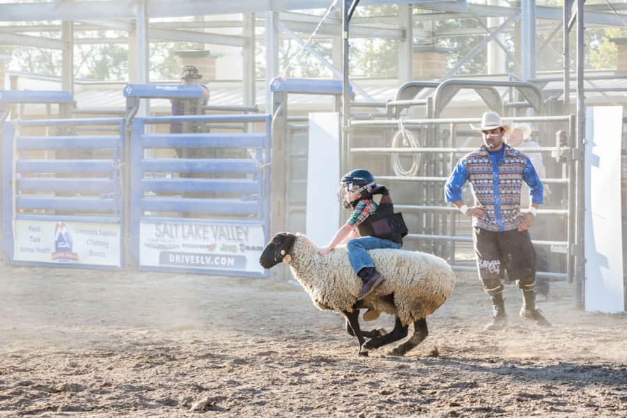 Watch the crowd-favorite Mutton Bustin' event at the arena, where the bravest little cowboys and cowgirls hold on tight for a wild ride on a woolly sheep.