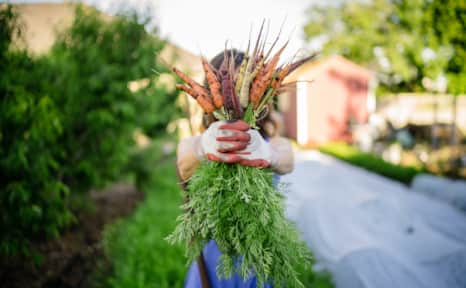Keep it Real Vegetables farms 11 backyard plots in Salt Lake City.
