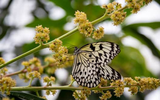 The Butterfly Biosphere offers a unique opportunity to get up close and personal with a diverse collection of butterflies.